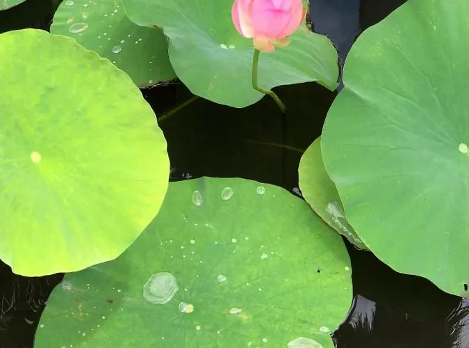 Stozza Fior Di Loto Baia * Gallipoli