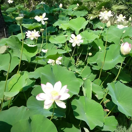 Stozza Fior Di Loto Baia Feriehus *