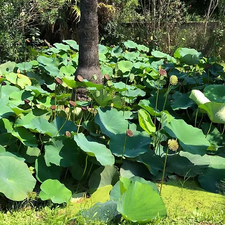 Stozza Fior Di Loto Baia Feriehus Gallipoli