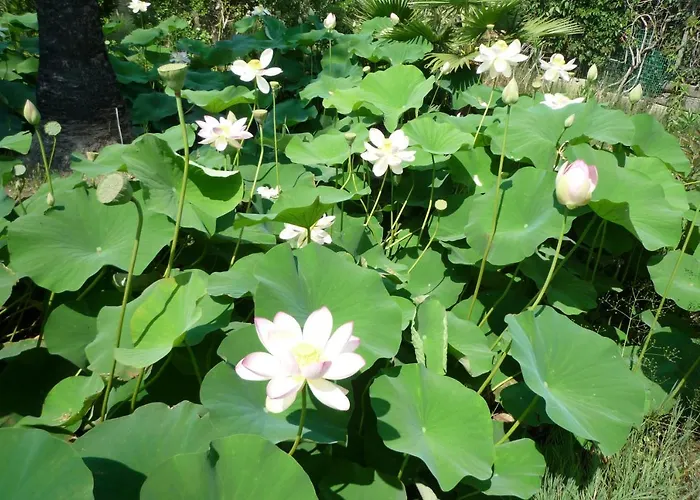 Stozza Fior Di Loto Baia Feriehus *