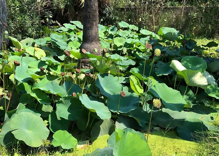 Stozza Fior Di Loto Baia Feriehus Gallipoli